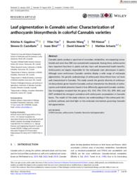 Leaf pigmentation in Cannibis sativa: Characterization of anthocyanin biosynthesis in colorful Cannabis varieties